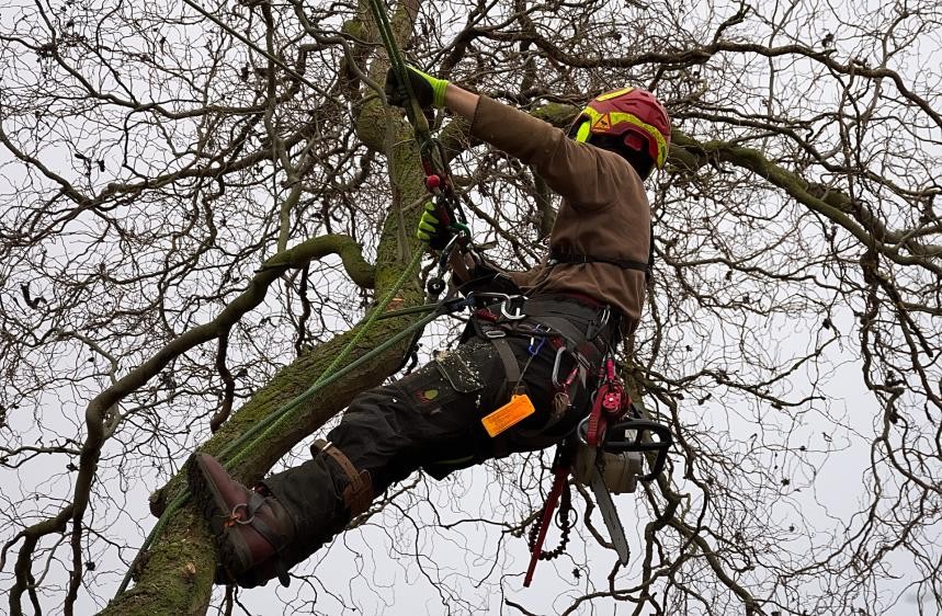 Arbeiter im Baum mit Kletterausrüstung